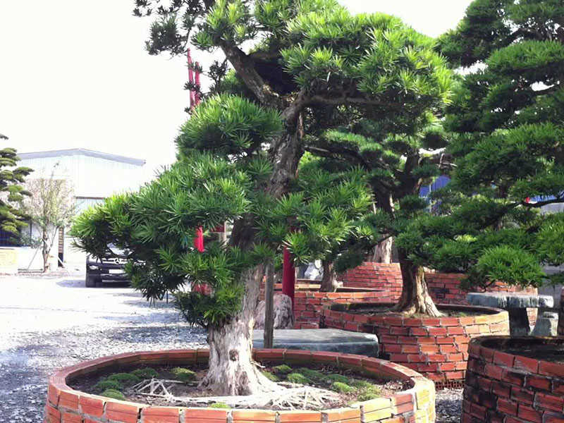 Vạn Niên Tùng, Loại Cây Đặc Trưng Của Vườn Nhật